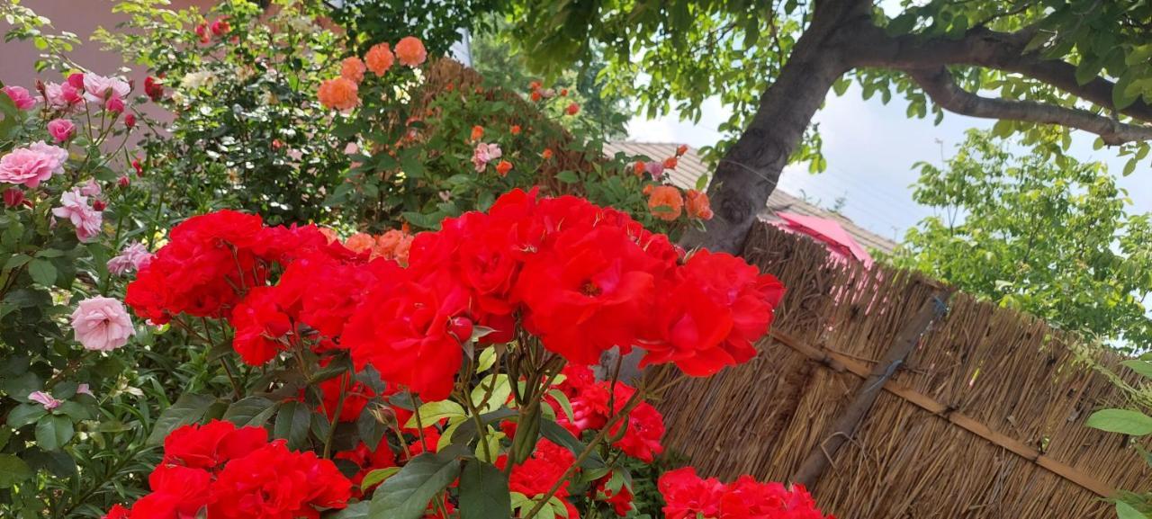 Pensiunea Happy Flowers Greci Екстер'єр фото